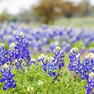 Texas Bluebonnet Seeds (Lupinus texensis)
