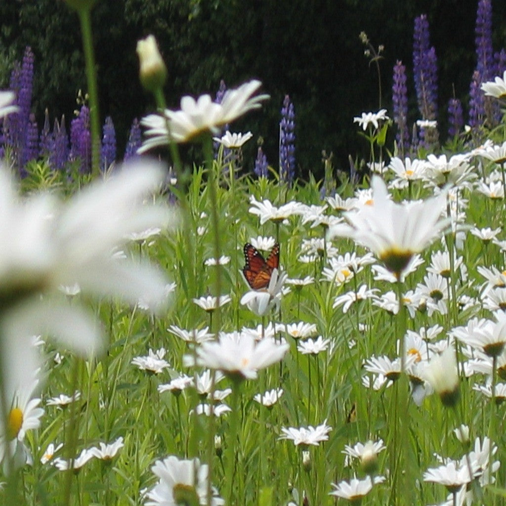 All Perennial Wildflower Seed Mix