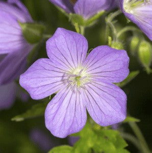 Wild Geranium Seeds (Geranium maculatum)