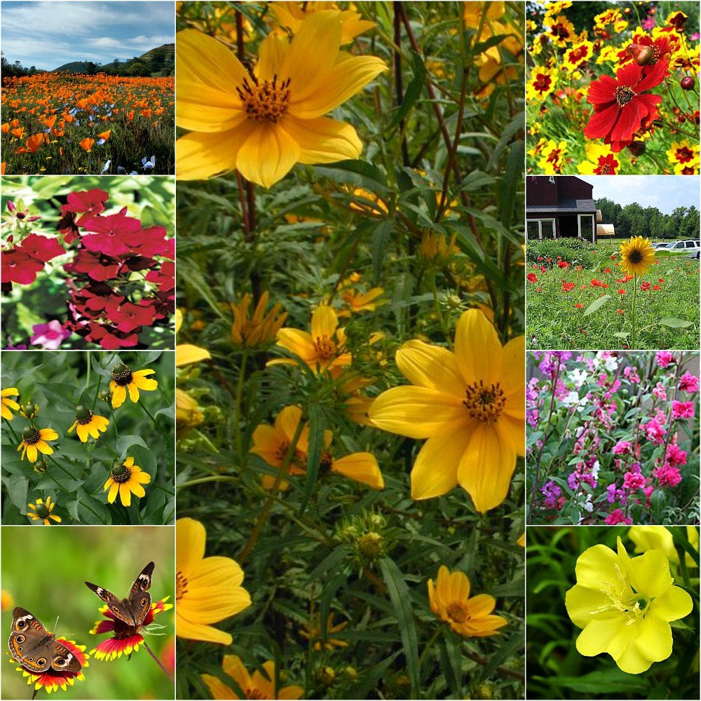 Native Annual Wildflower Seed Mix