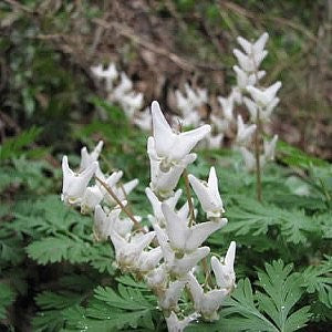 Dutchman's Breeches Seeds (Dicentra cucullaria)