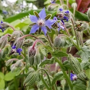 borage seed planting Borage Seeds (Borago officinalis)