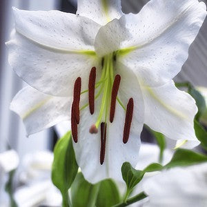 Oriental Lily 'Casa Blanca'
