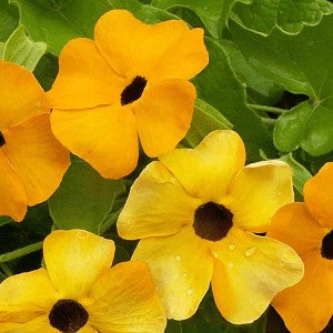 Black-eyed Susan Vine Seeds (Thunbergia alata)