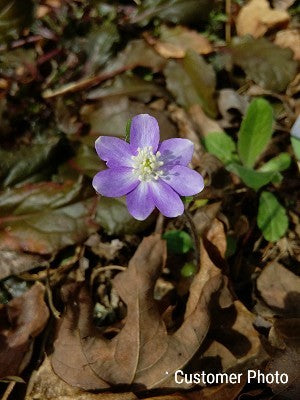 hepatica flower seeds Sharp-lobed Hepatica Seeds (Hepatica acutiloba) – Vermont Wildflower Farm