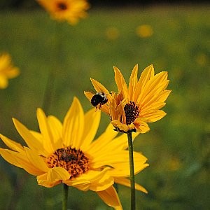 Sunflower Perennial Seeds (Helianthus maximiliani)