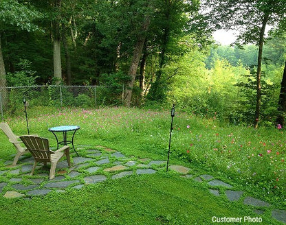 wildflower seed for shady areas Partial Shade Wildflower Seed Mix – Vermont Wildflower Farm