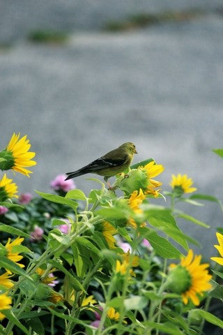 birds eating wildflower seeds Bird Lovers Wildflower Seed Mix – Vermont Wildflower Farm