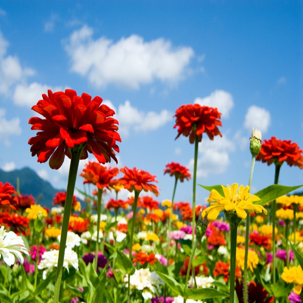 Cut Flower Fragrant Wildflower Seed Mix