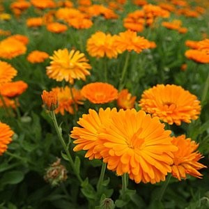 Calendula, Grown in Vermont