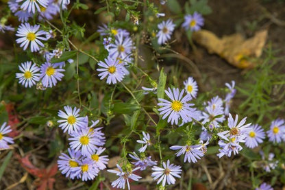 Aster Smooth Blue Seeds (Aster laevis)