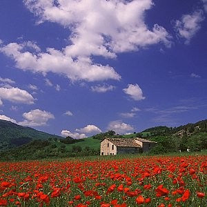 Poppy Red Seeds (Papaver rhoeas)