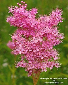 Queen of the Prairie Seeds (Filipendula rubra)