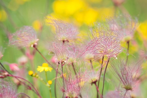 Prairie Smoke Seeds (Geum triflorum)