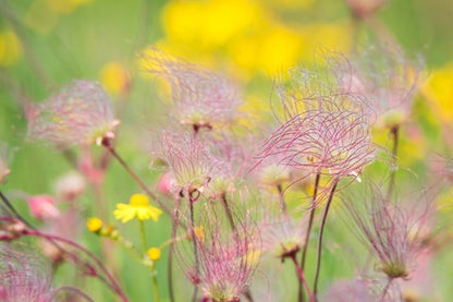 Prairie Smoke Seeds (Geum triflorum)