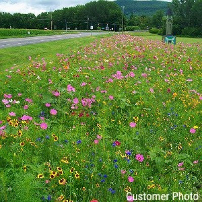 Northeast Wildflower Seed Mix