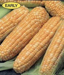 Sweet Corn - Butter & Sugar Bicolor Seeds