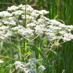 Wet Meadow Wildflower and Grass Seed Mix