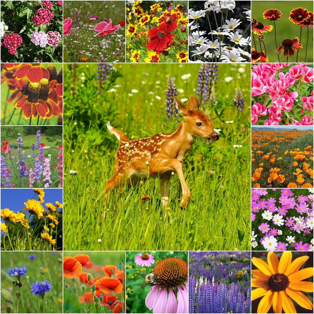 Deer Resistant Wildflower Seed Mix