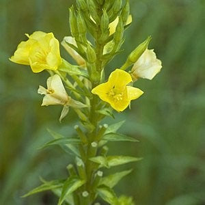 Evening Primrose Seeds (Oenothera lamarckiana)