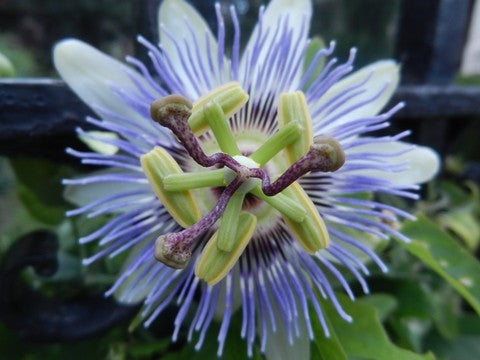 Purple Passion Flower Seeds (Passiflora incarnata)