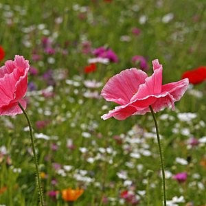 Poppy Multi Mix Seeds (Papaver rhoeas)