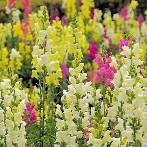 Baby Snapdragon Seeds (Linaria maroccana)