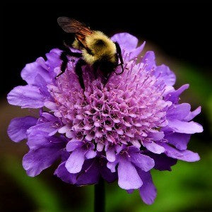 Pincushion Flower Mix Seeds (Scabiosa atropurpurea)