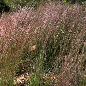 Little Bluestem Grass Seeds (Schizachyrium scoparium)