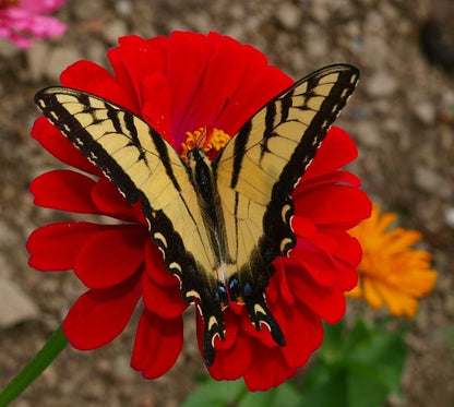 Zinnia Red Seeds (Zinnia elegans)