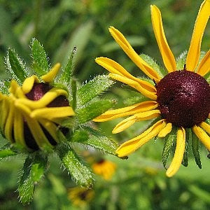 Black Eyed Susan Seeds (Rudbeckia hirta)