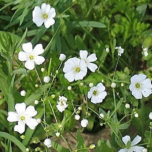 Annual Baby's Breath Seeds (Gypsophila elegans)