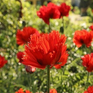 Oriental Poppy 'Turkenlouis'