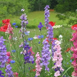 Rocket Larkspur Seeds (Delphinium ajacis)