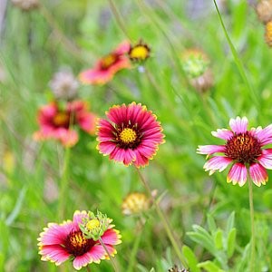 Indian Blanket Seeds (Gaillardia pulchella)