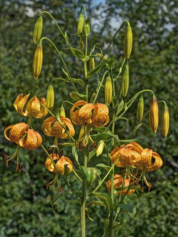turk's cap lily flower Turk'S Cap Lily Seeds (Lilium Superbum)