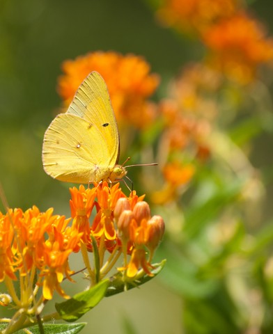 Rain Garden Wildflower Seed Mix