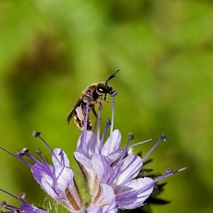 Lacy Phacelia Seeds (Phacelia tanacetifolia)