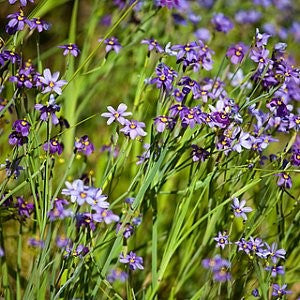 Blue Eyed Grass Seeds (Sisyrinchium angustifolium)