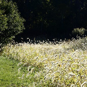 Silky Wildrye Grass Seeds (Elymus villosus)