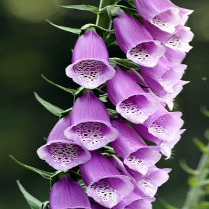 Foxglove Seeds (Digitalis purpurea)