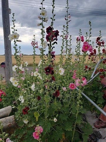 hollyhock planting seeds Hollyhocks Seeds – Vermont Wildflower Farm