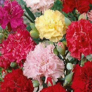 Clove Carnation Mix Seeds (Dianthus caryophyllus)