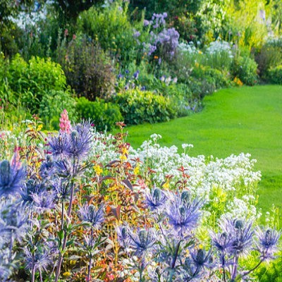 Eryngium 'Blue Star'