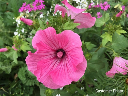 Rose Mallow Seeds (Lavatera trimestris)