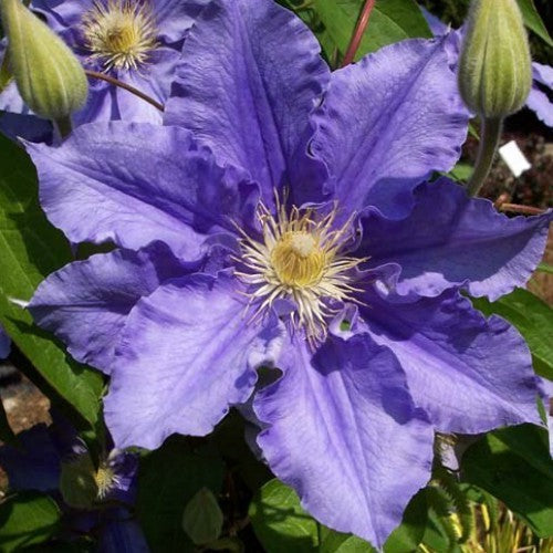Clematis 'Will Goodwin'