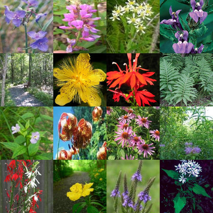 woodland wild flower seed mix Woodland Wildflower Seed Mix
