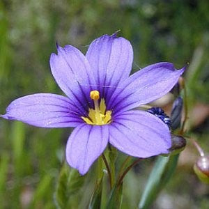 Blue Eyed Grass Seeds (Sisyrinchium angustifolium)