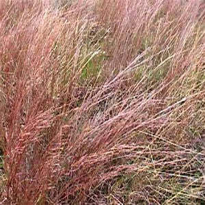 Native Grass Seed Mix