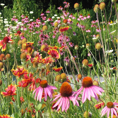 2 Gallon Bucket - Wildflower